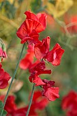 MORTON HALL GARDENS, WORCESTERSHIRE: JULY, KITCHEN GARDEN, POTAGER, VEGETABLES, ARCH, SWEET PEAS, LATHYRUS ODORATUS HENRY ECKFORD, RED FLOWERS, BLOOMS, ANNUALS