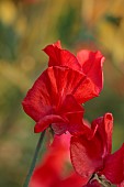 MORTON HALL GARDENS, WORCESTERSHIRE: JULY, KITCHEN GARDEN, POTAGER, VEGETABLES, ARCH, SWEET PEAS, LATHYRUS ODORATUS HENRY ECKFORD, RED FLOWERS, BLOOMS, ANNUALS