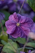 MORTON HALL GARDENS, WORCESTERSHIRE: PURPLE FLOWERS, BLOOMS OF CLEMATIS VICTORIA, CLIMBERS, CLIMBING