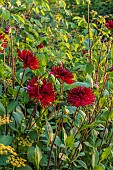MORTON HALL GARDENS, WORCESTERSHIRE: KITCHEN GARDEN, RED FLOWERS OF CACTUS DAHLIA CHAT NOIR, JULY, PERENNIALS, BULBS