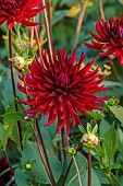 MORTON HALL GARDENS, WORCESTERSHIRE: KITCHEN GARDEN, RED FLOWERS OF CACTUS DAHLIA CHAT NOIR, JULY, PERENNIALS, BULBS