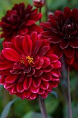 MORTON HALL GARDENS, WORCESTERSHIRE: KITCHEN GARDEN, DARK RED FLOWERS OF DAHLIA KARMA CHOC, JULY, PERENNIALS, BULBS