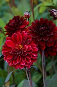 MORTON HALL GARDENS, WORCESTERSHIRE: KITCHEN GARDEN, DARK RED FLOWERS OF DAHLIA KARMA CHOC, JULY, PERENNIALS, BULBS