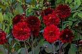 MORTON HALL GARDENS, WORCESTERSHIRE: KITCHEN GARDEN, DARK RED FLOWERS OF DAHLIA KARMA CHOC, JULY, PERENNIALS, BULBS