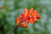 MORTON HALL GARDENS, WORCESTERSHIRE: ORANGE FLOWERS, BLOOMS OF CROCOSMIA OKAVANGO, JULY, PERENNIALS