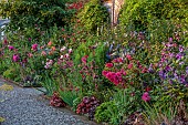 MORTON HALL GARDENS, WORCESTERSHIRE: JULY, KITCHEN GARDEN, BORDER, PHLOX PANICULATA STARFIRE, ROSA BOSCOBEL, ALLIUM SPHAEROCEPHALON, SALVIA INVOLUCRATA, ROSA GABRIEL OAK