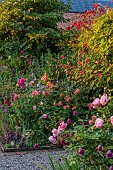 MORTON HALL GARDENS, WORCESTERSHIRE: JULY, KITCHEN GARDEN, BORDER, ALLIUM SPHAEROCEPHALON, SALVIA INVOLUCRATA, ROSA GABRIEL OAK, ALSTROEMERIA SIRIUS, ROSA BOSCOBEL