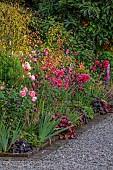 MORTON HALL GARDENS, WORCESTERSHIRE: JULY, KITCHEN GARDEN, BORDER, PHLOX PANICULATA STARFIRE, ROSA BOSCOBEL, ALLIUM SPHAEROCEPHALON, SALVIA INVOLUCRATA, ROSA GABRIEL OAK