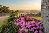 ROCKINGHAM CASTLE, NORTHAMPTONSHIRE: SUNRISE, JULY, PINK HYDRANGEAS AND VIEW TO COUNTRYSIDE BEYOND