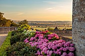 ROCKINGHAM CASTLE, NORTHAMPTONSHIRE: SUNRISE, JULY, PINK HYDRANGEAS AND VIEW TO COUNTRYSIDE BEYOND