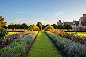ROCKINGHAM CASTLE, NORTHAMPTONSHIRE: JULY, THE CROSS GARDEN DESIGNED BY JOHN CODRINGTON, SUNDIAL, HYBRID TEA ROSE AMAZING GRACE, LAVENDER, NEPETA, YEW HEDGE BEHIND