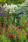 ROCKINGHAM CASTLE, NORTHAMPTONSHIRE: BORDERS, PENSTEMON GARNET, LILIUM PRETTY WOMAN, GLADIOLUS EVERGREEN, MONARDA MELUA BURGUNDY, ECHINOPS, VERBENA HASTATA BLUE SPIRES