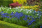 ROCKINGHAM CASTLE, NORTHAMPTONSHIRE: BORDERS, YEW HEDGES, HEDGING, PATH, AGAPANTHUS, COSMOS PURITY, BENCH, SEATS