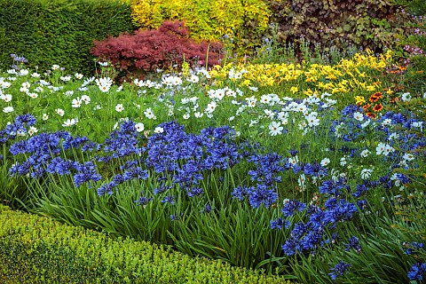 ROCKINGHAM_CASTLE_NORTHAMPTONSHIRE_BORDERS_YEW_HEDGES_HEDGING_PATH_AGAPANTHUS_COSMOS_PURITY_BENCH_SE