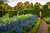 ROCKINGHAM CASTLE, NORTHAMPTONSHIRE: BORDERS, YEW HEDGES, HEDGING, PATH, AGAPANTHUS, COSMOS PURITY