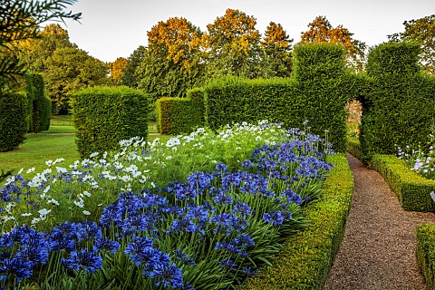ROCKINGHAM_CASTLE_NORTHAMPTONSHIRE_BORDERS_YEW_HEDGES_HEDGING_PATH_AGAPANTHUS_COSMOS_PURITY