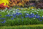 ROCKINGHAM CASTLE, NORTHAMPTONSHIRE: BORDERS, YEW HEDGES, HEDGING, PATH, AGAPANTHUS, COSMOS PURITY, BENCH, SEATS