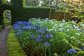 ROCKINGHAM CASTLE, NORTHAMPTONSHIRE: BORDERS, YEW HEDGES, HEDGING, PATH, AGAPANTHUS, COSMOS PURITY, BENCH, SEATS