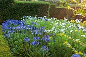 ROCKINGHAM CASTLE, NORTHAMPTONSHIRE: BORDERS, YEW HEDGES, HEDGING, PATH, AGAPANTHUS, COSMOS PURITY, BENCH, SEATS