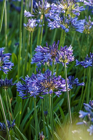 ROCKINGHAM_CASTLE_NORTHAMPTONSHIRE_AGAPANTHUS