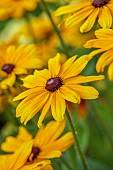 ROCKINGHAM CASTLE, NORTHAMPTONSHIRE: YELLOW FLOWERS, BLOOMS OF RUDBECKIA FULGIDA GOLDSTURM