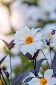 ROCKINGHAM CASTLE, NORTHAMPTONSHIRE: FLOWERS, BLOOMS OF DAHLIA BISHOP OF DOVER