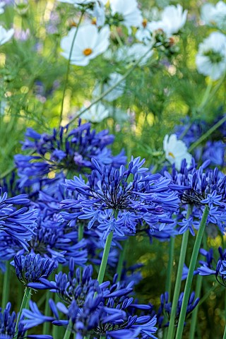 ROCKINGHAM_CASTLE_NORTHAMPTONSHIRE_BORDER_BLUE_AGAPANTHUS_COSMOS_PURITY