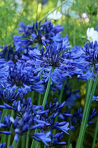 ROCKINGHAM_CASTLE_NORTHAMPTONSHIRE_BORDER_BLUE_AGAPANTHUS_COSMOS_PURITY