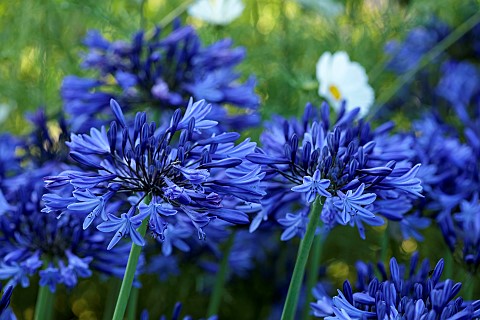 ROCKINGHAM_CASTLE_NORTHAMPTONSHIRE_BORDER_BLUE_AGAPANTHUS_COSMOS_PURITY