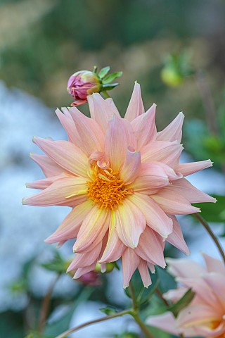 ROCKINGHAM_CASTLE_NORTHAMPTONSHIRE_APRICOT_PEACH_FLOWERS_BLOOMS_OF_DAHLIA