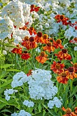 ROCKINGHAM CASTLE, NORTHAMPTONSHIRE: PHLOX PANICULATA NIRVANA, HELENIUM MOERHEIM BEAUTY, PERENNIALS