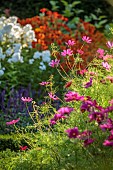 ROCKINGHAM CASTLE, NORTHAMPTONSHIRE: BORDERS, COSMOS, PHLOX PANICULATA NIRVANA, HELENIUM MOERHEIM BEAUTY, PERENNIALS