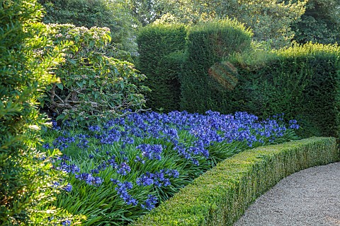 ROCKINGHAM_CASTLE_NORTHAMPTONSHIRE_BORDER_YEW_HEDGES_HEDGING_BLUE_AGAPANTHUS