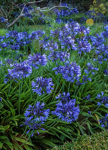 ROCKINGHAM_CASTLE_NORTHAMPTONSHIRE_BORDER_YEW_HEDGES_HEDGING_BLUE_AGAPANTHUS