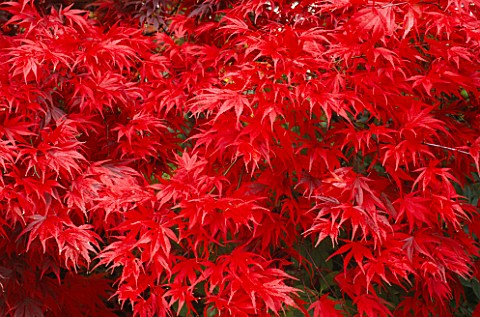 DETAIL_OF_BRILLIANT_RED_JAPANESE_MAPLE_LEAVES