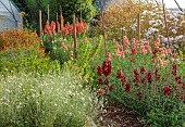GREEN & GORGEOUS FLOWERS, OXFORDSHIRE: SEPTEMBER, VIEW OF FLOWERS GROWING IN THE POLYTUNNELS AT GREEN & GORGEOUS