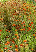 GREEN & GORGEOUS FLOWERS, OXFORDSHIRE: SEPTEMBER, ORANGE FLOWERS, BLOOMS AND SEEDHEADS OF CALENDULA ORANGE BUTTON, MARIGOLD