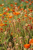 GREEN & GORGEOUS FLOWERS, OXFORDSHIRE: SEPTEMBER, ORANGE FLOWERS, BLOOMS AND SEEDHEADS OF CALENDULA ORANGE BUTTON, MARIGOLD