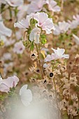 GREEN & GORGEOUS FLOWERS, OXFORDSHIRE: SEPTEMBER, PALE PINK FLOWERS, BLOOMS AND SEEDHEADS OF LAVATERA TRIMESTRIS PINK REGIS