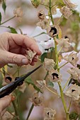 GREEN & GORGEOUS FLOWERS, OXFORDSHIRE: SEPTEMBER, RACHEL SIEGFRIED CUTS THE PALE PINK FLOWERS, BLOOMS AND SEEDHEADS OF LAVATERA TRIMESTRIS PINK REGIS