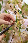 GREEN & GORGEOUS FLOWERS, OXFORDSHIRE: SEPTEMBER, RACHEL SIEGFRIED CUTS THE PALE PINK FLOWERS, BLOOMS AND SEEDHEADS OF LAVATERA TRIMESTRIS PINK REGIS