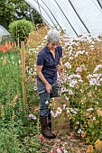 GREEN & GORGEOUS FLOWERS, OXFORDSHIRE: SEPTEMBER, RACHEL SIEGFRIED CUTS THE PALE PINK FLOWERS, BLOOMS AND SEEDHEADS OF LAVATERA TRIMESTRIS PINK REGIS