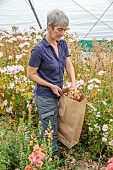 GREEN & GORGEOUS FLOWERS, OXFORDSHIRE: SEPTEMBER, RACHEL SIEGFRIED CUTS THE SEEDHEADS OF LAVATERA TRIMESTRIS PINK REGIS
