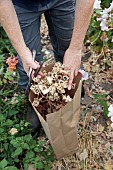GREEN & GORGEOUS FLOWERS, OXFORDSHIRE: SEPTEMBER, RACHEL SIEGFRIED CUTS THE SEEDHEADS OF LAVATERA TRIMESTRIS PINK REGIS