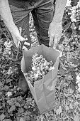 GREEN & GORGEOUS FLOWERS, OXFORDSHIRE: SEPTEMBER, RACHEL SIEGFRIED CUTS THE SEEDHEADS OF LAVATERA TRIMESTRIS PINK REGIS