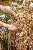 GREEN & GORGEOUS FLOWERS, OXFORDSHIRE: SEPTEMBER, RACHEL SIEGFRIED CUTS THE SEEDHEADS OF LAVATERA TRIMESTRIS PINK REGIS
