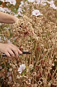 GREEN & GORGEOUS FLOWERS, OXFORDSHIRE: SEPTEMBER, RACHEL SIEGFRIED CUTS THE SEEDHEADS OF LAVATERA TRIMESTRIS PINK REGIS