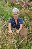 GREEN & GORGEOUS FLOWERS, OXFORDSHIRE: SEPTEMBER, RACHEL SIEGFRIED CUTS THE SEEDHEADS OF