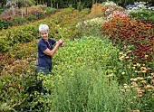 GREEN & GORGEOUS FLOWERS, OXFORDSHIRE: SEPTEMBER, RACHEL SIEGFRIED CUTS THE SEEDHEADS OF CERINTHE MAJOR PURPURESCENS