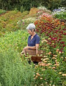 GREEN & GORGEOUS FLOWERS, OXFORDSHIRE: SEPTEMBER, RACHEL SIEGFRIED CUTS THE SEEDHEADS OF CERINTHE MAJOR PURPURESCENS